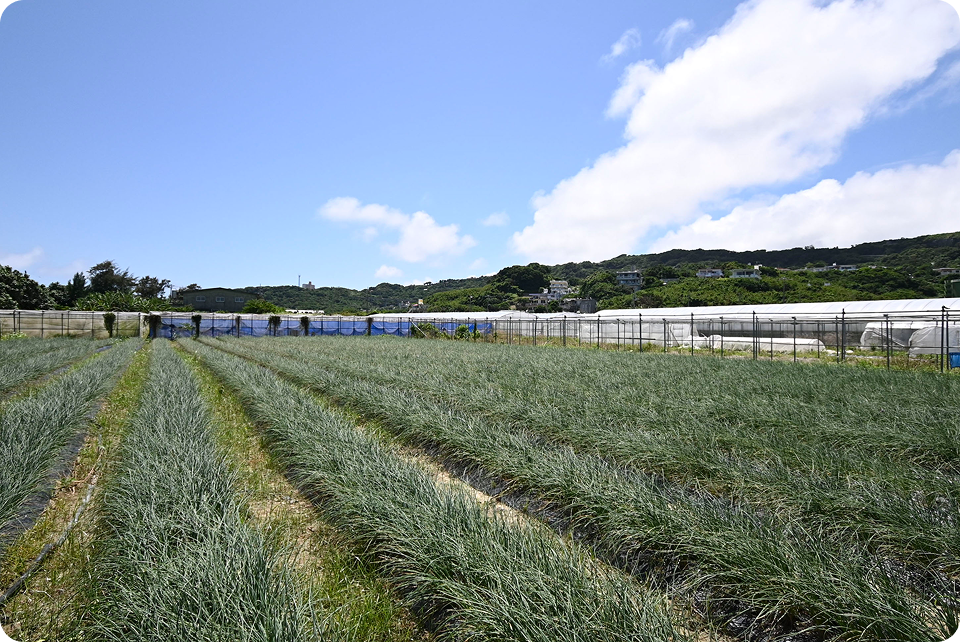 南城市の広大な敷地で沖縄の太陽の下のびのびと栽培