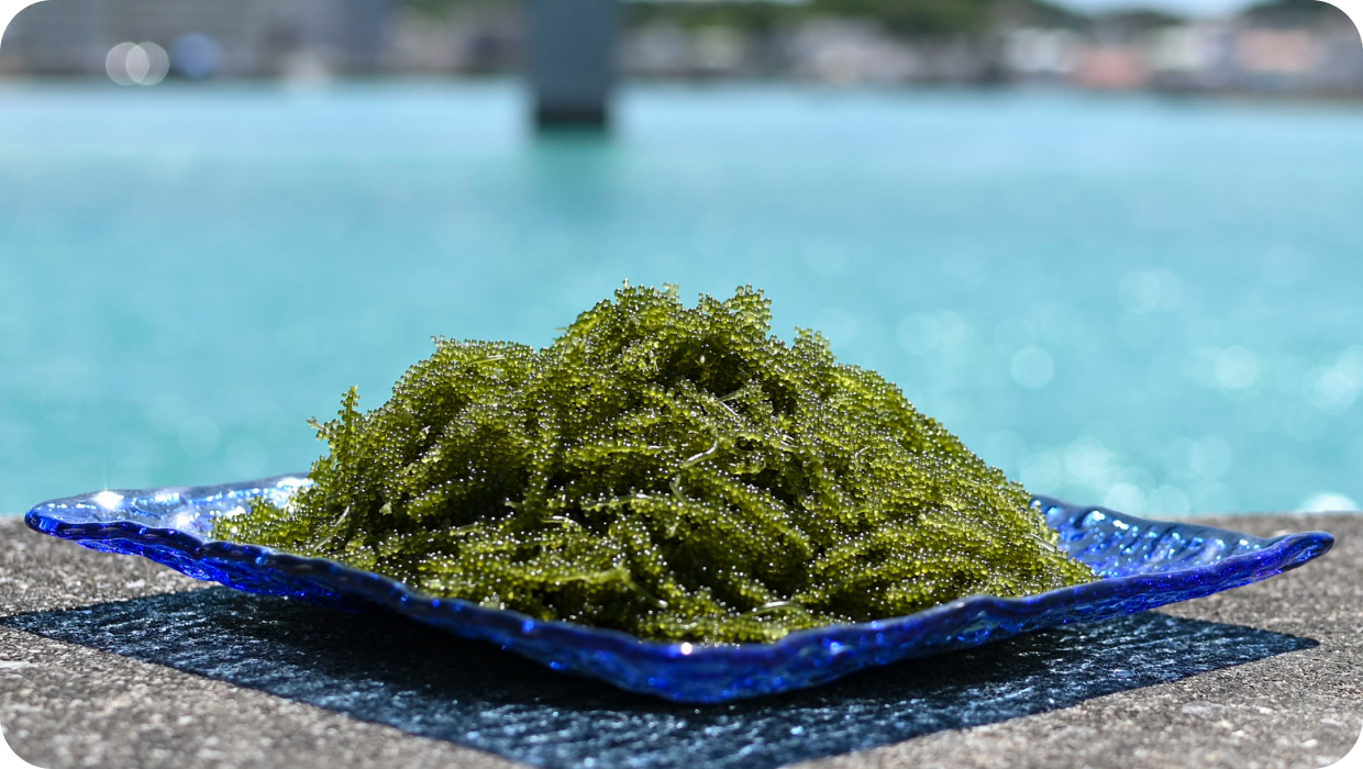 海ぶどう